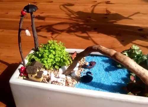 飞鸟鱼多肉植物微观盆景9