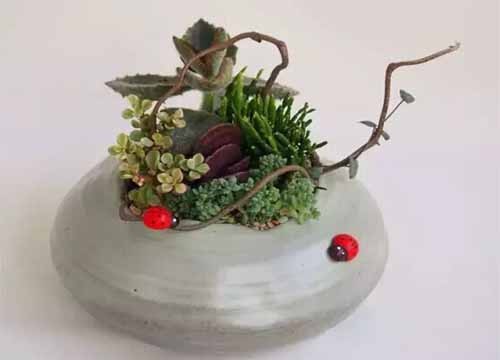飞鸟鱼多肉植物微观盆景4