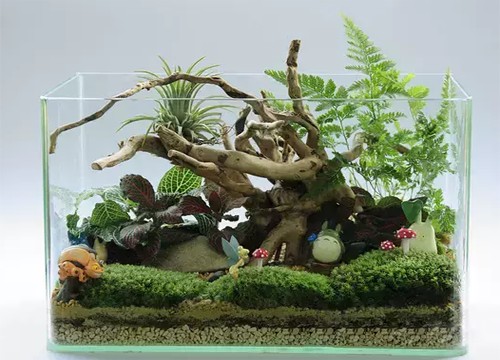 飞鸟鱼多肉植物微观盆景6