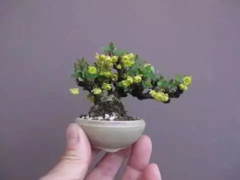 微型盆景怎样造型2