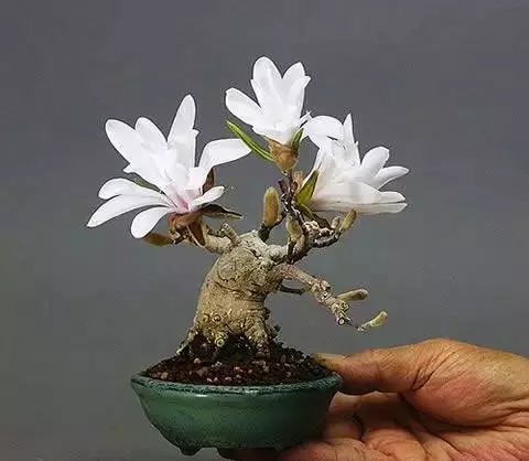 微型盆景怎样造型4