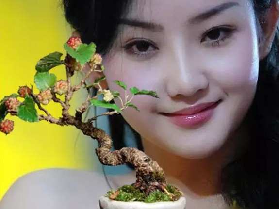 微小型盆景养护管理方法2