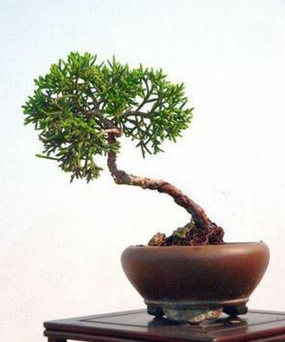制作微型盆景怎样选材3