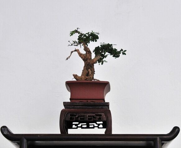 微型盆景的配盆及注意事项3