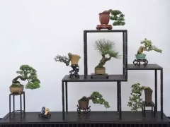 微型盆景的组合展示方式及欣赏价值