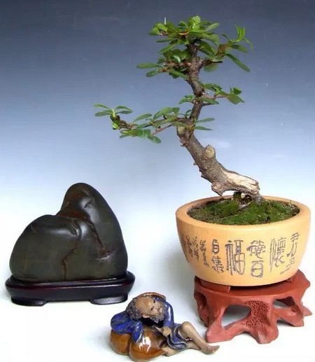 微型盆景的造型制作2