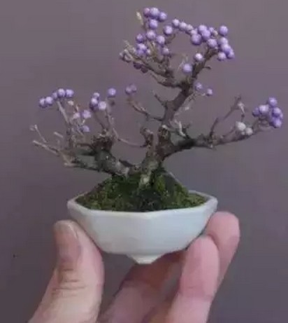 微型盆景的制作步骤
