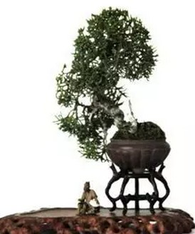 针柏