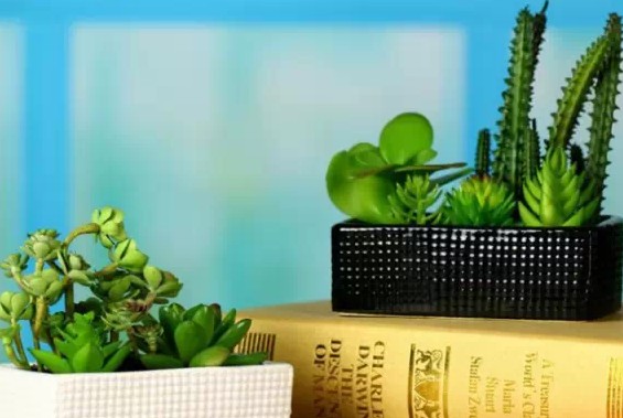 家居设计中不可或缺的微型盆栽植物4
