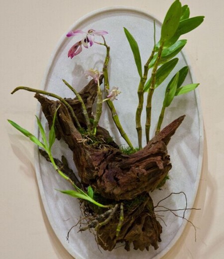 挂壁式盆景制作要点4