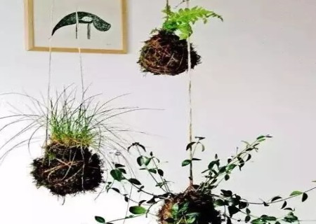 悬挂式盆景DIY制作方法7