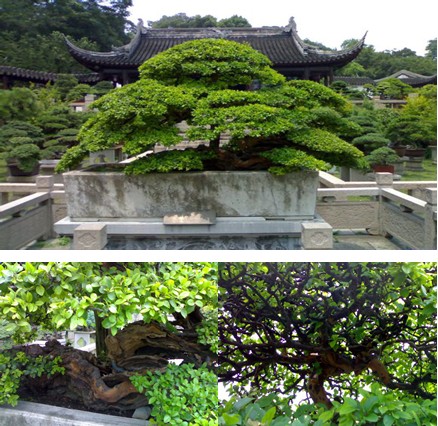 关于苏派盆景艺术7