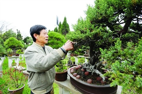 关于苏派盆景艺术1
