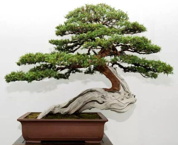 芮亮元苏派盆景艺术赏析2