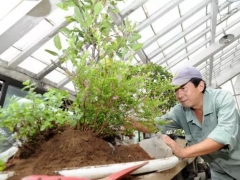 芮亮元苏派盆景艺术赏析