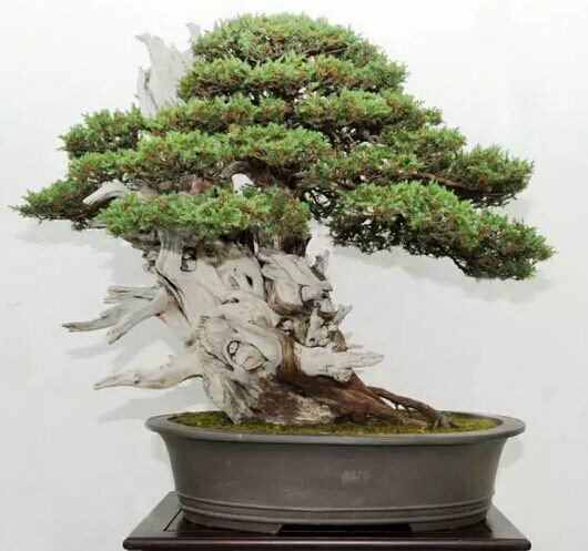 芮亮元苏派盆景艺术赏析1