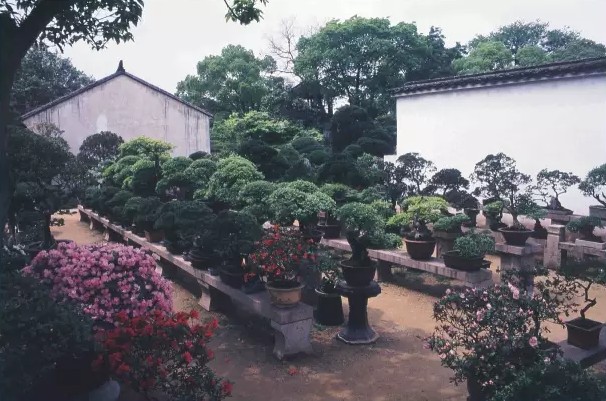 苏州园林盆景精品展1