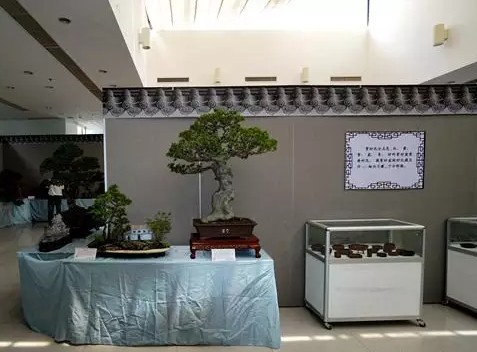吉佩龙苏派盆景艺术展开幕4