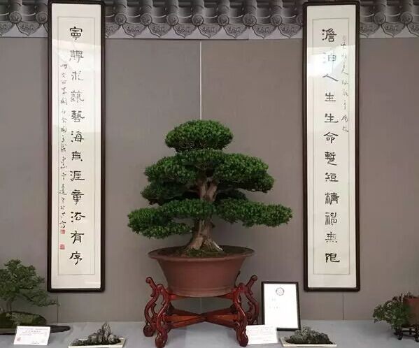 吉佩龙苏派盆景艺术展开幕2