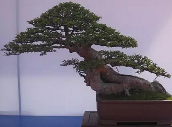 苏派盆景精品赏析4