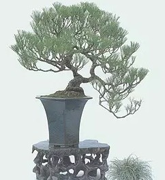 苏派盆景精品赏析7