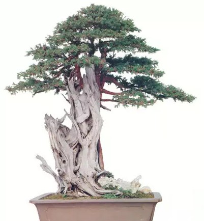 苏派盆景精品赏析10