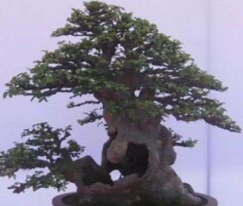 苏派盆景精品赏析2
