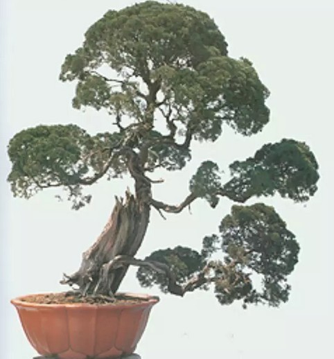 苏派盆景精品赏析6