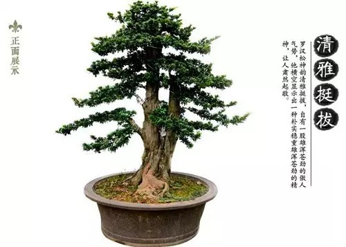 文化中国·苏派盆景大师联合首拍作品8