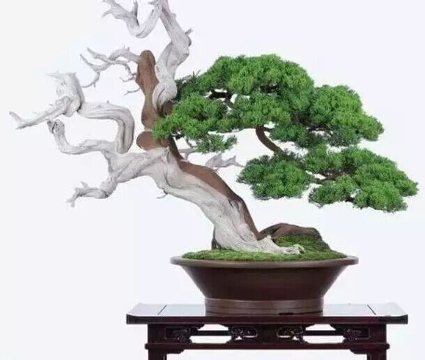苏州盆景