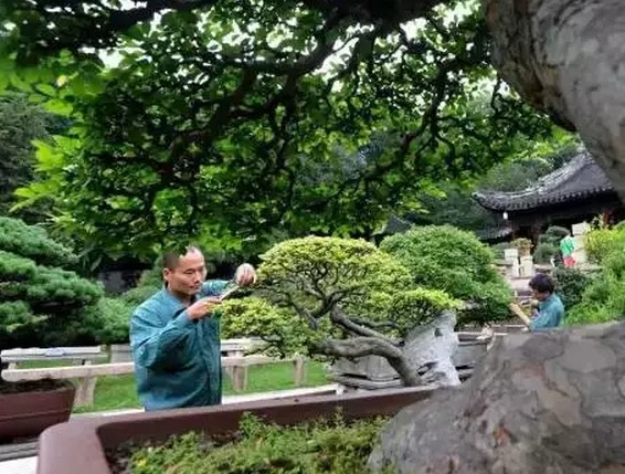 梅雨时节修剪“美容” 呈现苏派盆景特有艺术魅力4
