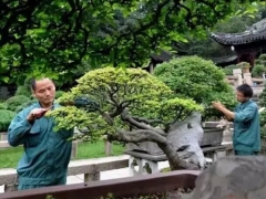 梅雨时节修剪“美容” 呈现苏派盆景特有艺术魅力