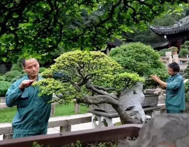 梅雨时节修剪“美容” 呈现苏派盆景特有艺术魅力