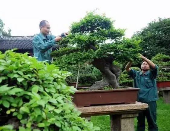 梅雨时节修剪“美容” 呈现苏派盆景特有艺术魅力2