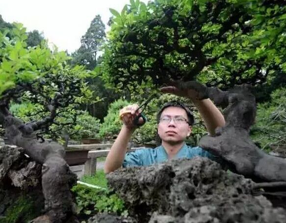 梅雨时节修剪“美容” 呈现苏派盆景特有艺术魅力3