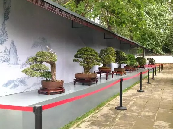 苏州园林盆景精品展3