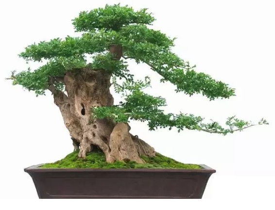 扬派盆景及其特点1