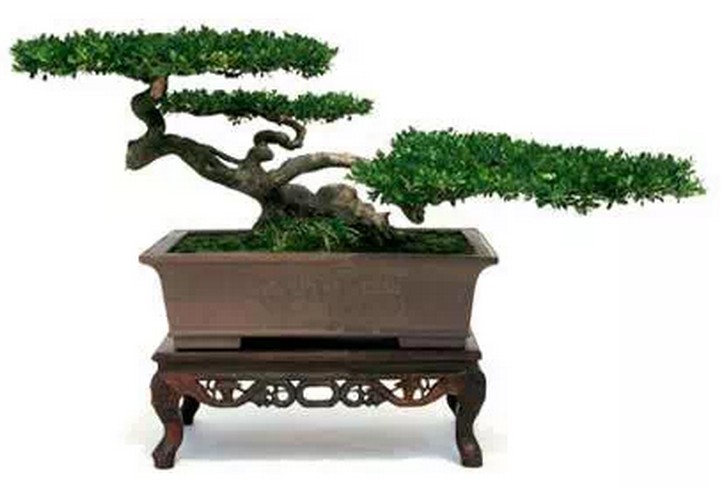 扬派盆景艺术形成历史