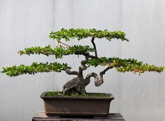 明清古董级扬派盆景5