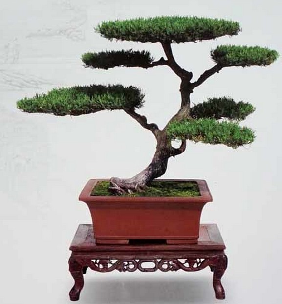 明清古董级扬派盆景6