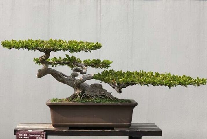 明清古董级扬派盆景3