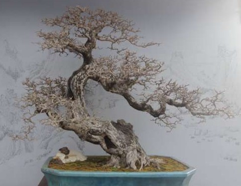 扬派盆景技艺3
