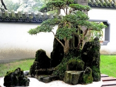 川派盆景根植于巴山蜀水