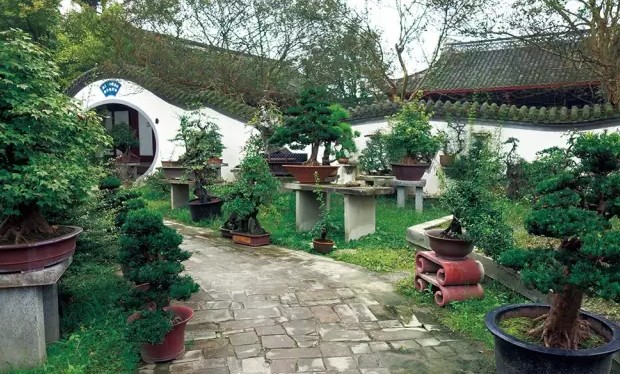 中国盆景艺术中的“川派”