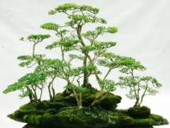 川派盆景制作技法