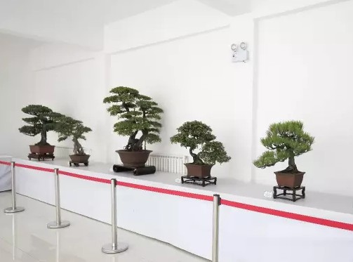 海派盆景的起源及特点1