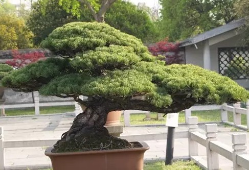 海派盆景2