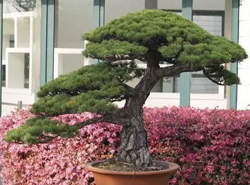 海派盆景3