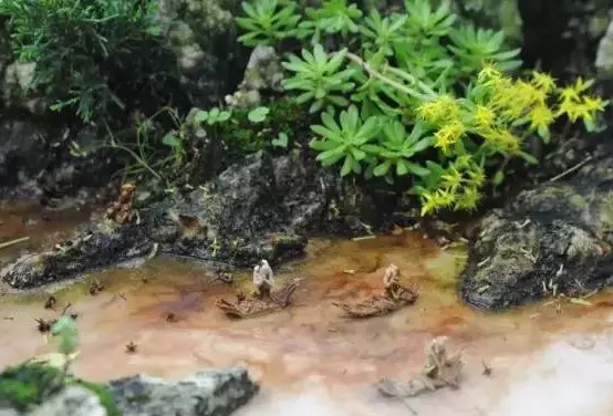 海派盆景达人王妙青与他的“一盆园”2