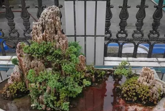 海派盆景达人王妙青与他的“一盆园”3